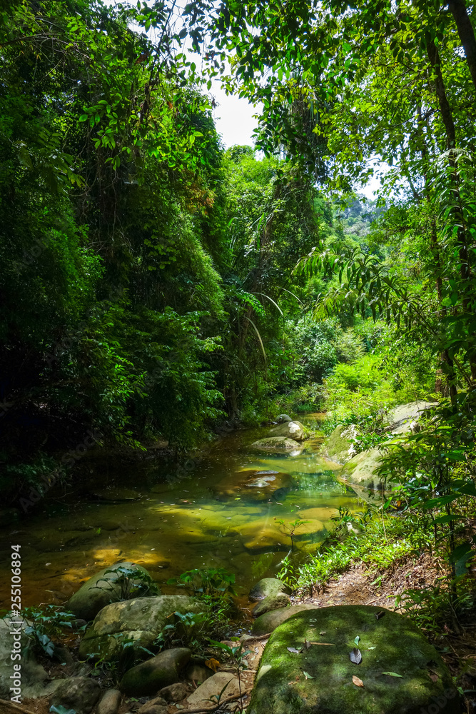 River in jungle rainforest, Khao Sok, Thailand
