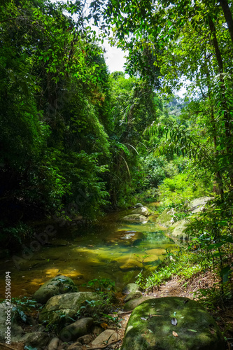 River in jungle rainforest  Khao Sok  Thailand