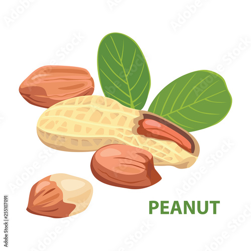 Vector peanut with leaf isolated on white background. Color image for template label, packing and emblem farmer market design.