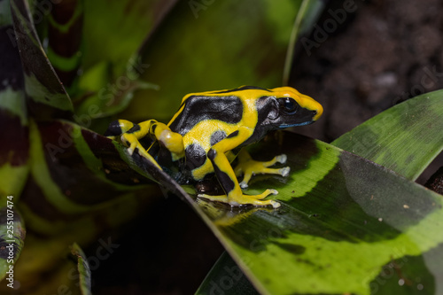 Dyeing poison dart frog "Regina" sitting on a clutch of eggs in a bromeliad