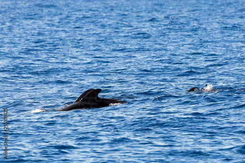 Beautiful view of the short-finned pilot whale (Globicephala macrorhynchus) surfacing in the Atlantic ocean at Madeira island during a catamaran excursion