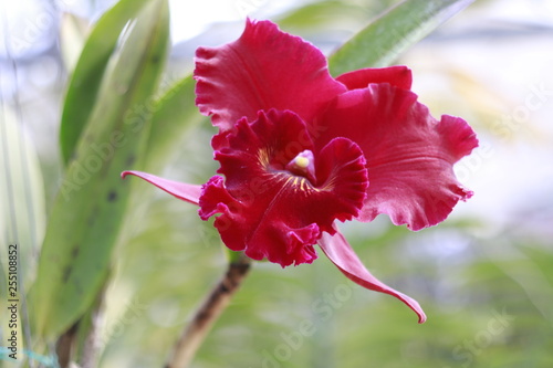 red cattleya orchid flower