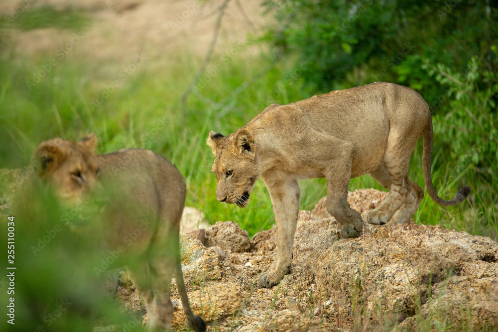 Naklejka premium Young Lions after a kill. Bellies full and content.