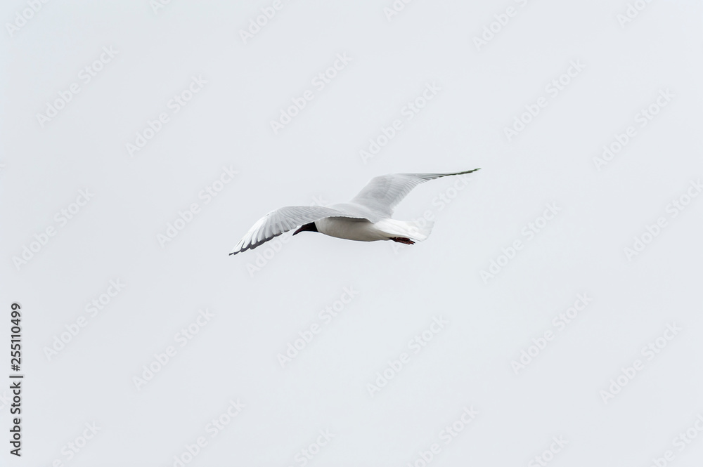 lecąca mewa śmieszka (Larus Ridibundus) lecąca mewa śmieszka (Larus Ridibundus)
