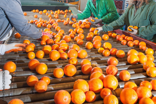 The manual selection of fruits: a worker ckecking oranges to reject the seconde-rate ones photo