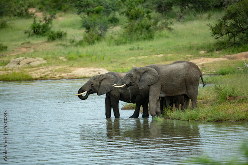 A herd of elephant drinking at a local watering hole. 