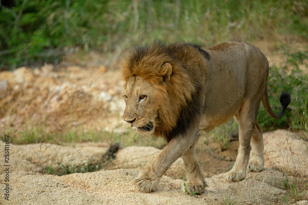 Large male lion doing a patrol Large male lion doing a patrol