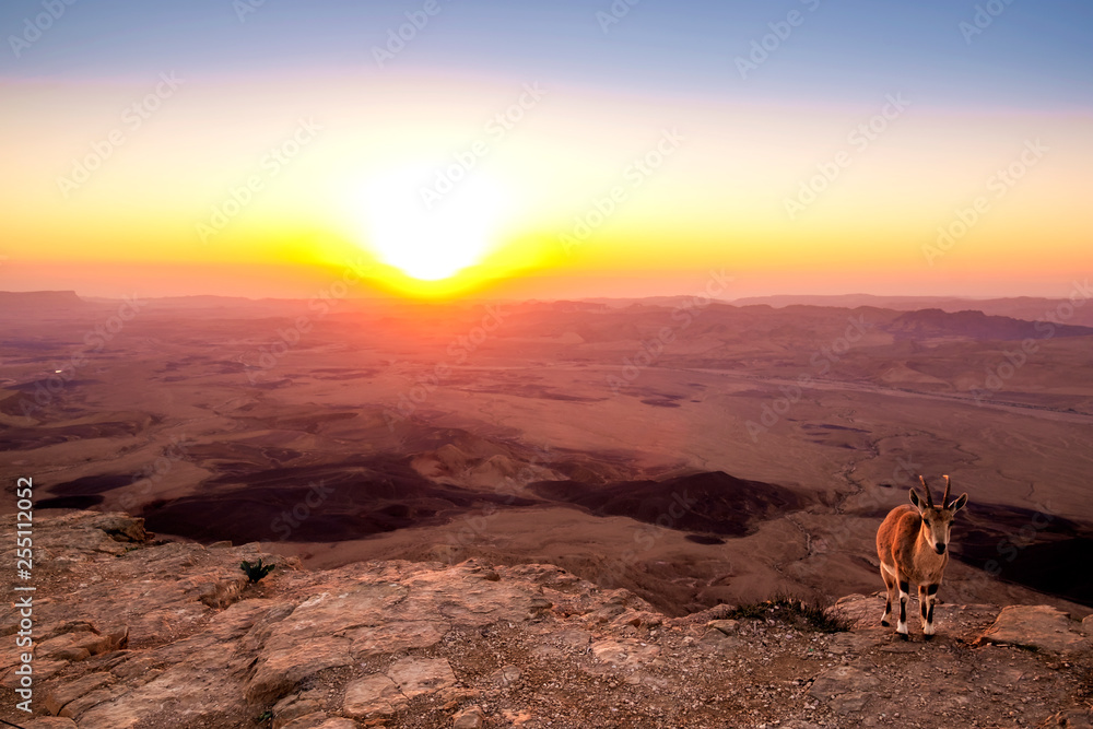Naklejka premium mountain goats over the sunrise landscape view in Mitzpe Ramon, Israel