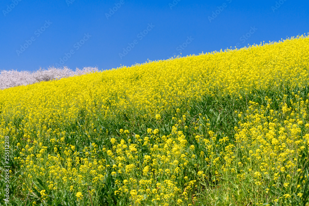 Obraz premium 菜の花と桜