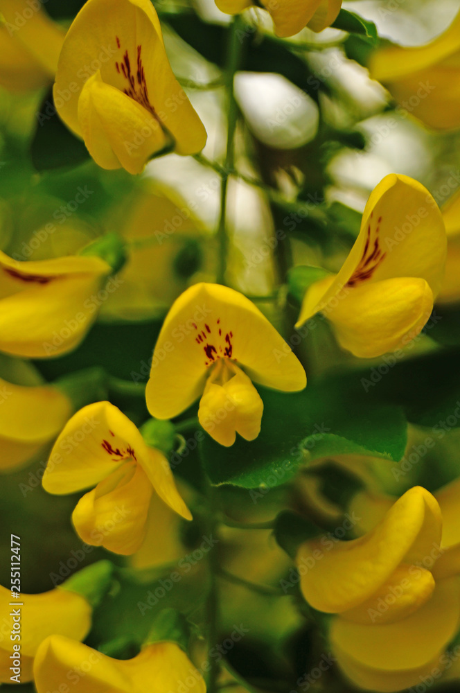 Fototapeta premium Wisteria flower with yellow petals on a branch with green leaves on a spring day