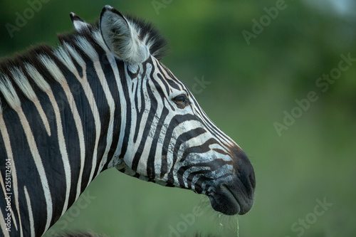 Zebra in the late afternoon light