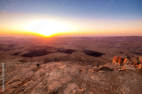 mountain goats over the sunrise landscape view in Mitzpe Ramon, Israel