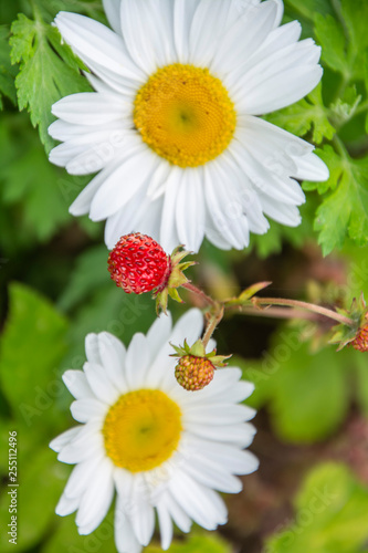 wild strawberry on the background of field daisies