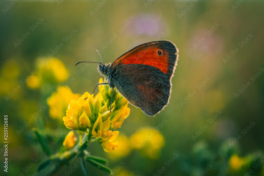 Obraz premium Butterfly