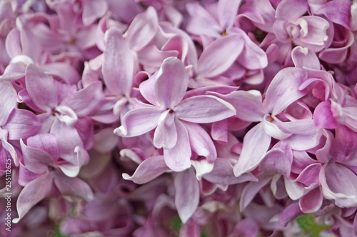 Lilac, purple and pink lilac flowers on a branch with green leaves on a spring sunny day