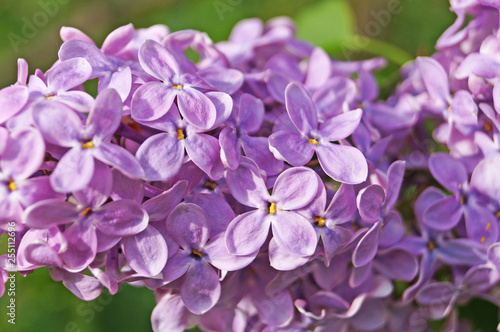 Lilac, purple and pink lilac flowers on a branch with green leaves on a spring sunny day © Vira