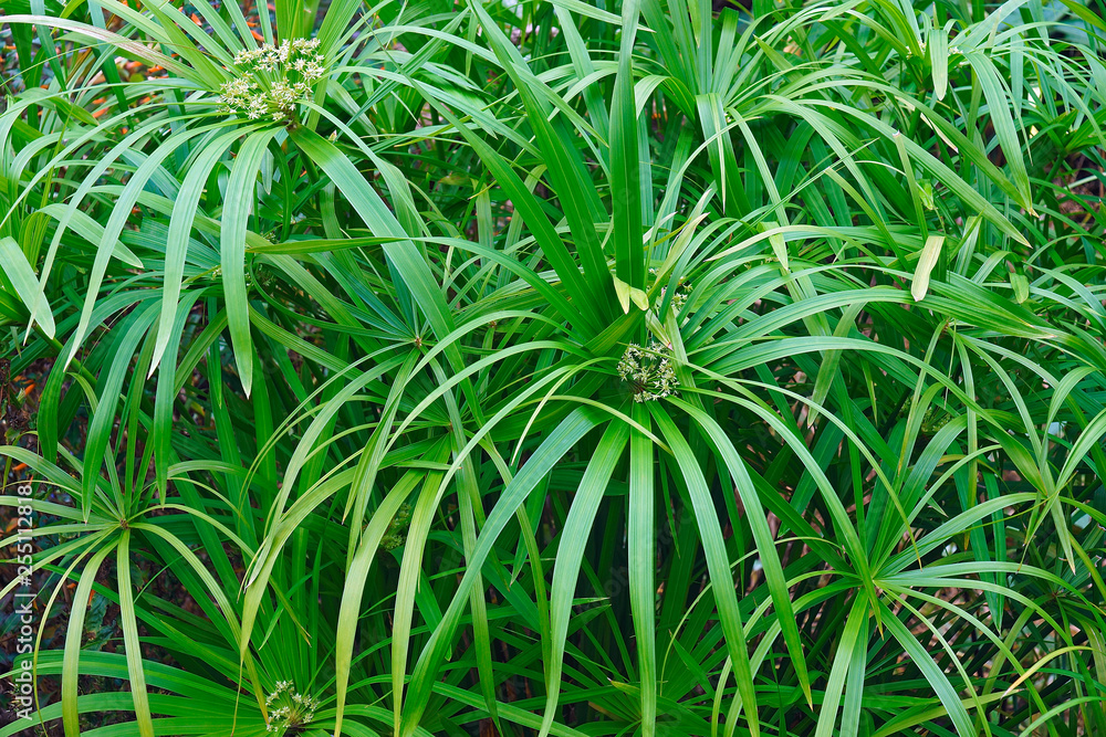 Umbrella plant (Cyperus alternifolius). Called Umbrella palm, Umbrella papyrus and Umbrella sedge also. Another scientific name is Cyperus involucratus. Umbrella plant (Cyperus alternifolius). Called Umbrella palm, Umbrella papyrus and Umbrella sedge also. Another scientific name is Cyperus involucratus.