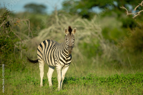 Zebra in the late afternoon light
