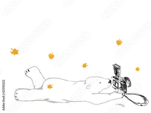 polar bear photographer is lying on his stomach
