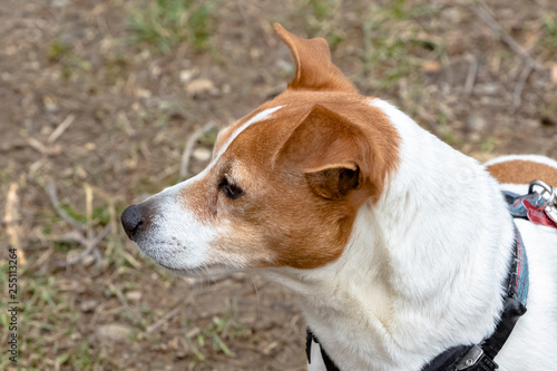 Fototapeta Naklejka Na Ścianę i Meble -  Jack Russell terrier