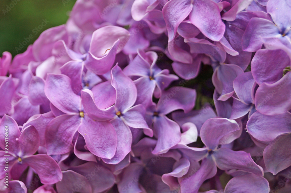 Lilac, purple and pink lilac flowers on a branch with green leaves on a spring sunny day