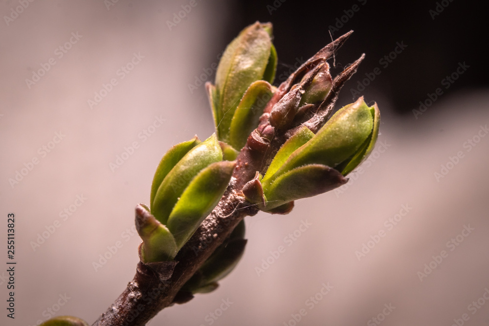 First spring burgeon bud of wild plants in the forest. Close-up macro photography. First spring burgeon bud of wild plants in the forest. Close-up macro photography.