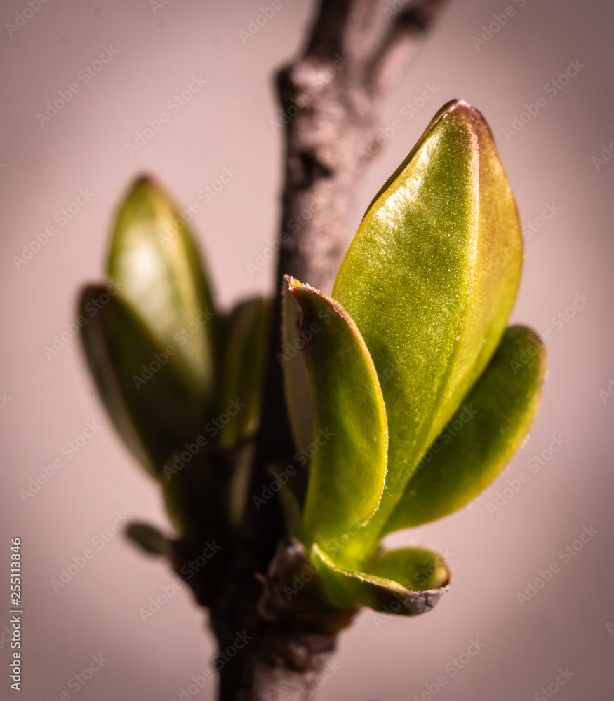 First spring burgeon bud of wild plants in the forest. Close-up macro photography. First spring burgeon bud of wild plants in the forest. Close-up macro photography.