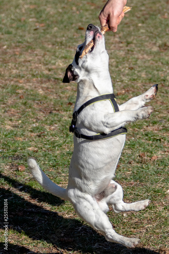 jack russell appeso con i denti a un bastone