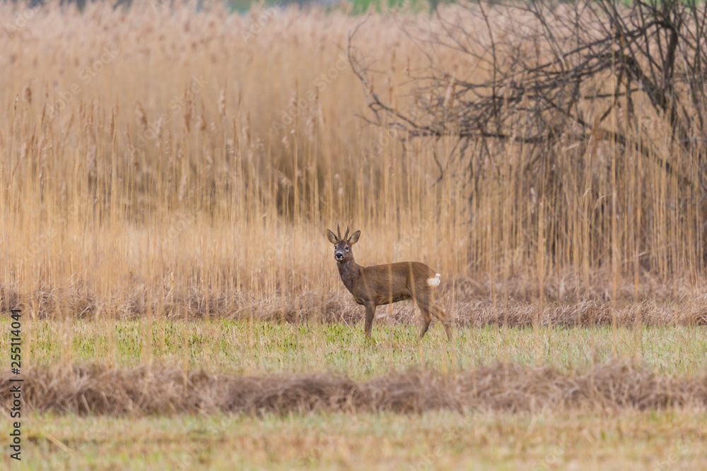 one male roe deer buck (capreolus capreolus) standing in reed grassland