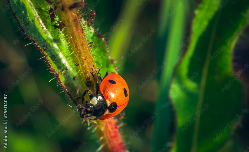 Obraz premium Ladybug