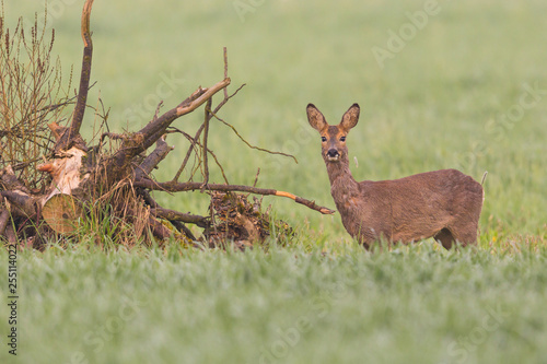 female roe deer (capreolus capreolus) standing in green meadow