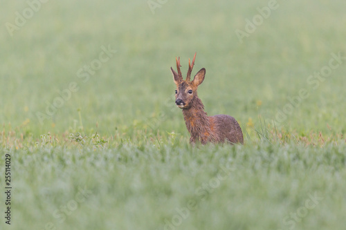 young male roe deer buck (capreolus capreolus) standing in green meadow © Pascal Halder