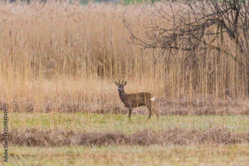 one male roe deer buck (capreolus capreolus) standing in reed grassland