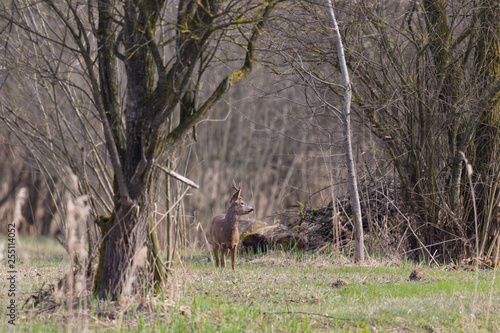 Fototapeta Naklejka Na Ścianę i Meble -  one young male roe deer (capreolus capreolus) standing between trees