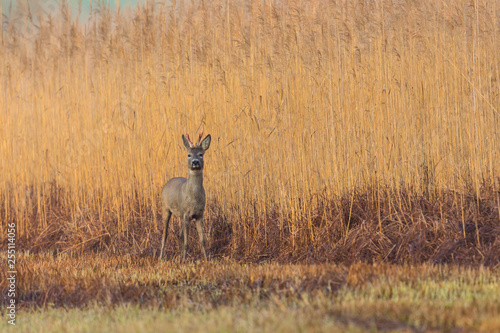 one young roebuck  capreolus  deer standing in front of reed belt