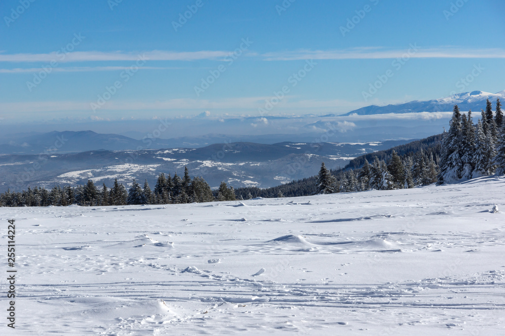 Amazing winter landscape of Plateau (Platoto) area ат Vitosha Mountain, Sofia City Region, Bulgaria Amazing winter landscape of Plateau (Platoto) area ат Vitosha Mountain, Sofia City Region, Bulgaria
