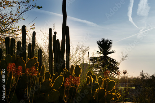 A scene of different beautiful cactus in the evening at Desert Botanical Garden in Phoenix, Arizona.