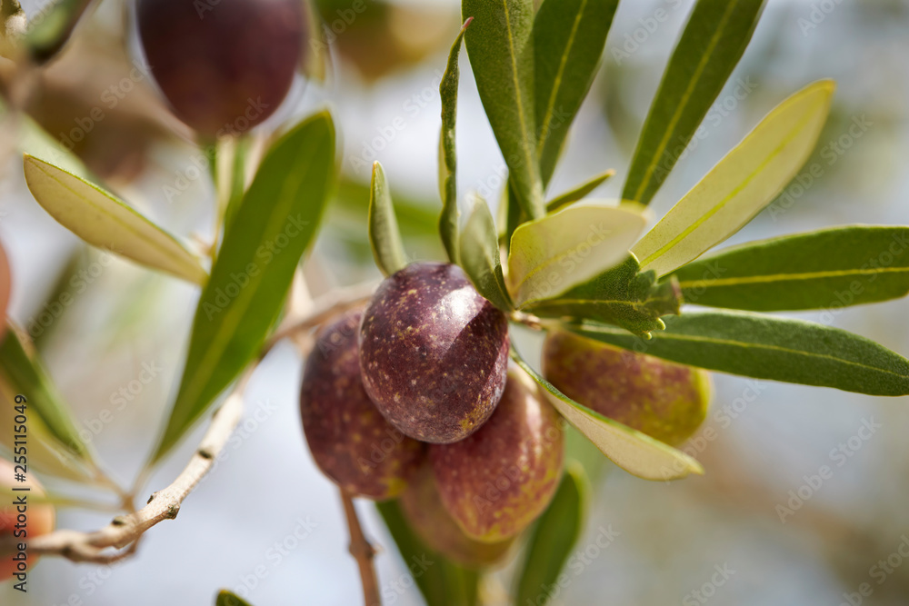 Olive tree Olive tree