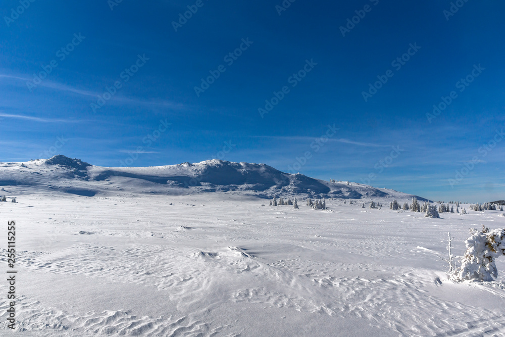 Amazing winter landscape of Plateau (Platoto) area ат Vitosha Mountain, Sofia City Region, Bulgaria