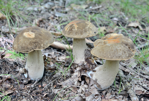 Mushrooms (Cape) 1