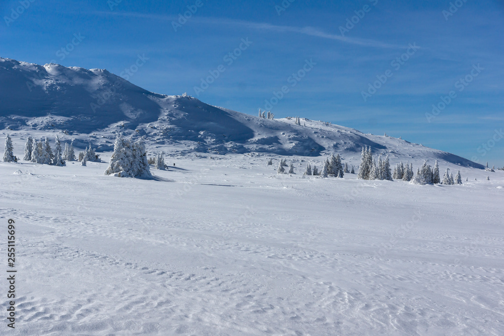 Amazing winter landscape of Plateau (Platoto) area ат Vitosha Mountain, Sofia City Region, Bulgaria
