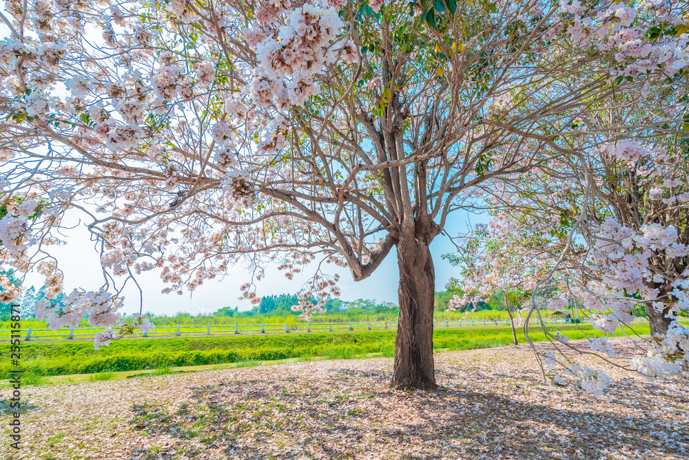Beautiful pink flowers Tabebuia rosea (chomphantip) Beautiful pink flowers Tabebuia rosea (chomphantip)