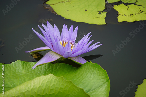 Beautiful Purple lotus or water lily flower in the pond.