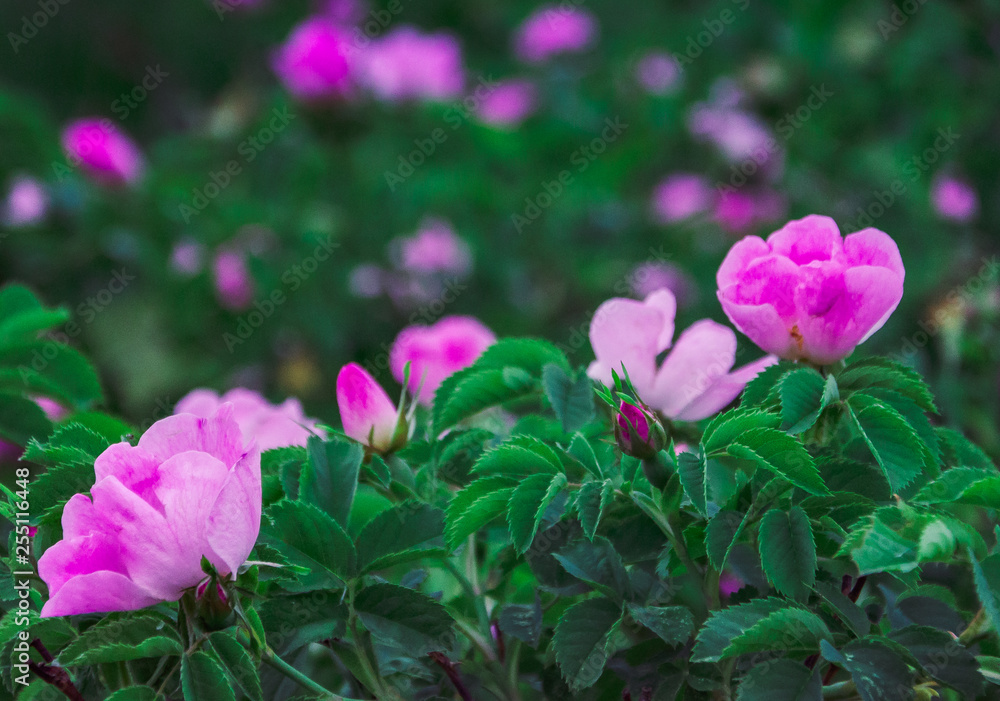 Fototapeta premium Dzika róża