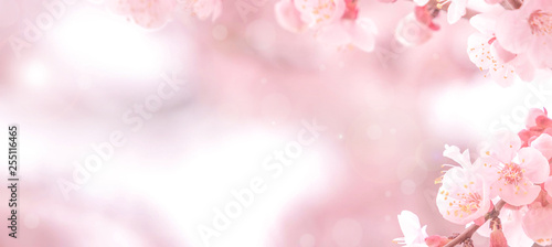 Cherry blossom in spring for background or copy space for text