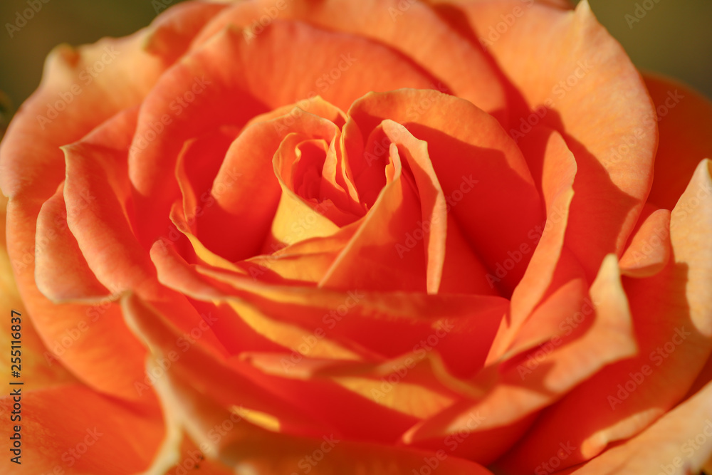 orange rose orange rose