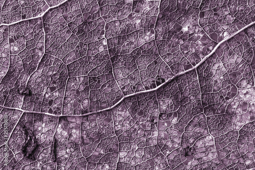 Old leaf macro texture. Purple leaf texture. 