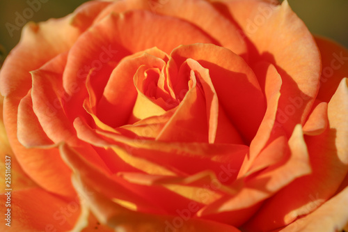 orange rose