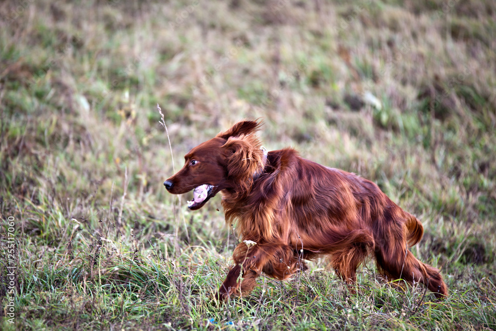 Dog breed Irish Setter running on the field in autumn. Coursing Dog breed Irish Setter running on the field in autumn. Coursing