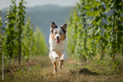 Australian Shepherd in nature. Dog in the vineyard. Pet, healthy lifestyle, travel, Europe